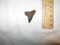 Edisto River Isurus Praecursor Mako Shark Tooth